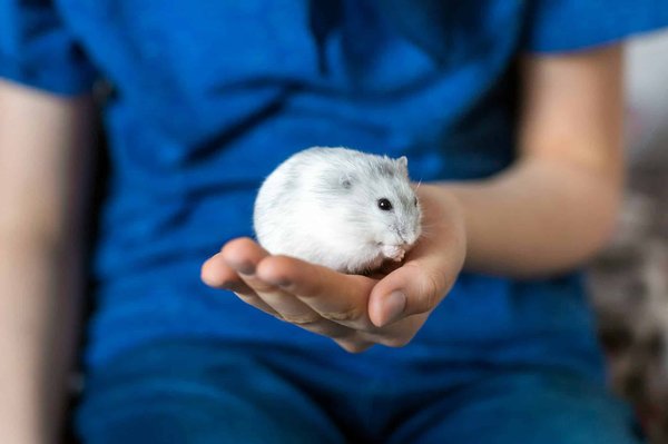Les différents types de hamsters et leurs caractéristiques distinctives